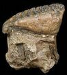 Superb Southern Mammoth M Molar - Full Roots #45363-3